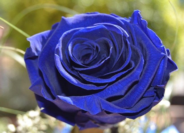 Free Rose Blue Rose photo and picture
