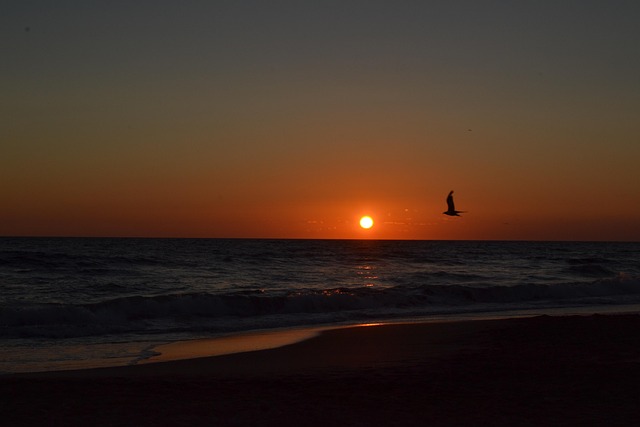 Free Sea Seagull photo and picture