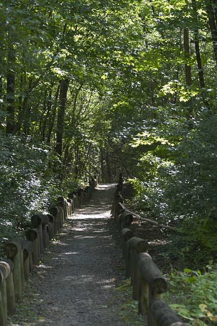 Chemin Jardin Nature - Photo gratuite sur Pixabay - Pixabay