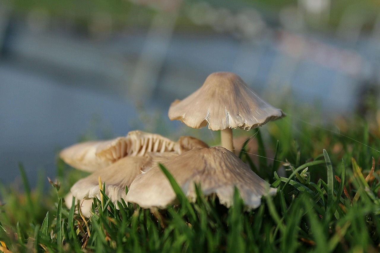 Mushrooms Boletes Fungi Free photo on Pixabay