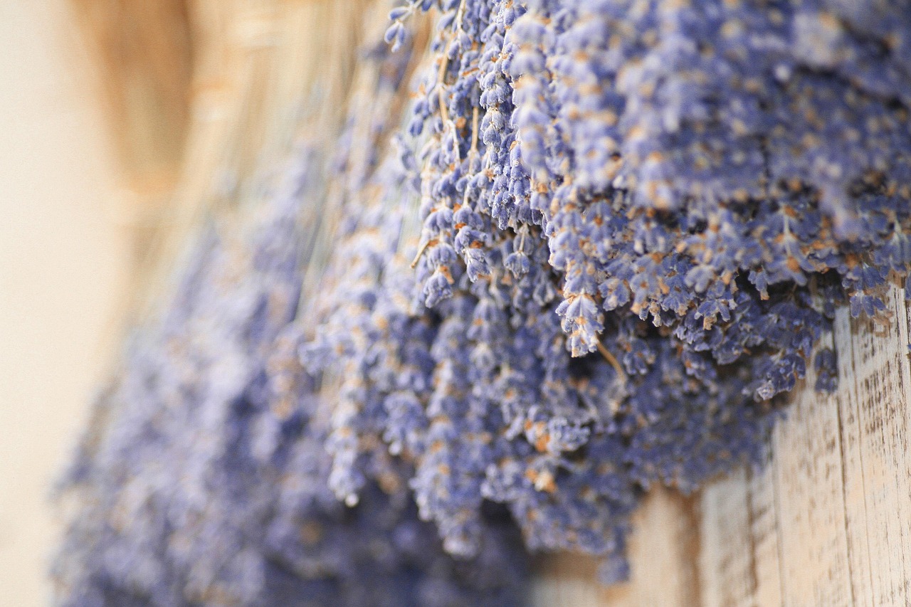 Lavender Provence Flower - Free photo on Pixabay - Pixabay