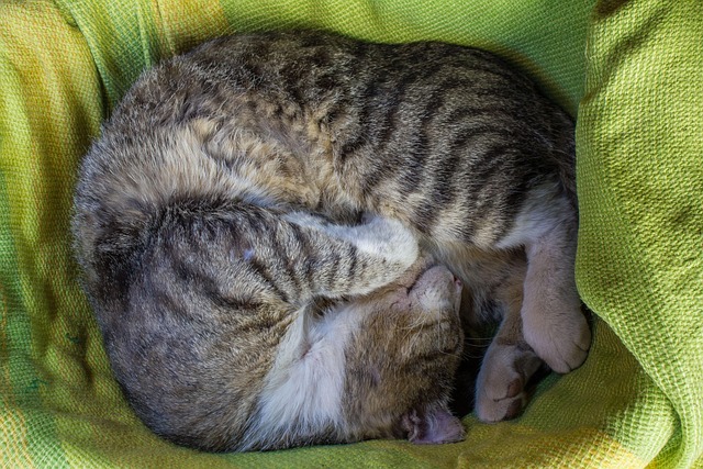 Free Cat Animal photo and picture