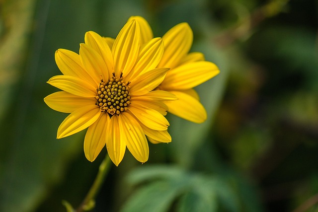 Free Flower Flower Background photo and picture