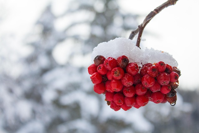 Free Berries Winter photo and picture