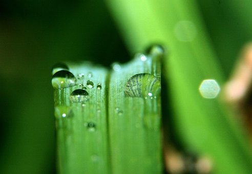 Grama, Natureza, Derrubar, Macro, Folhas