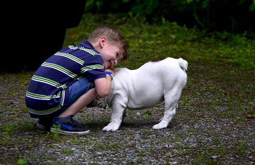 Chien, Garçon, Enfant, Animaux