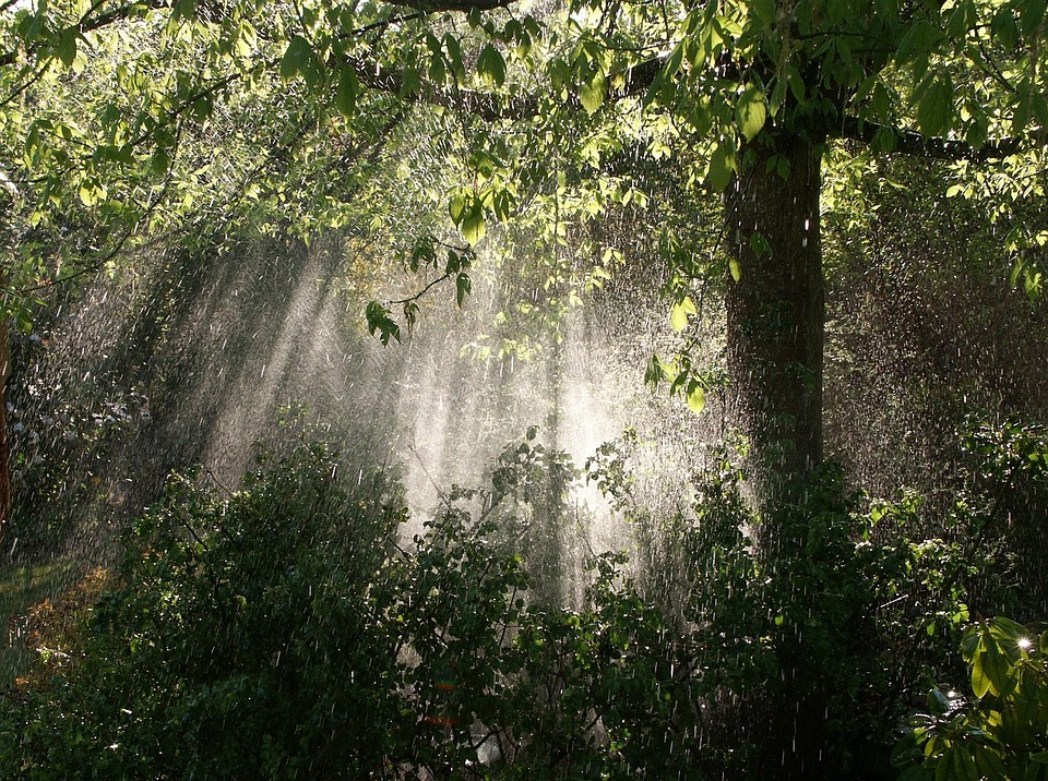 Free photo Rain, Garden, Sun, Nature Free Image on Pixabay 571352