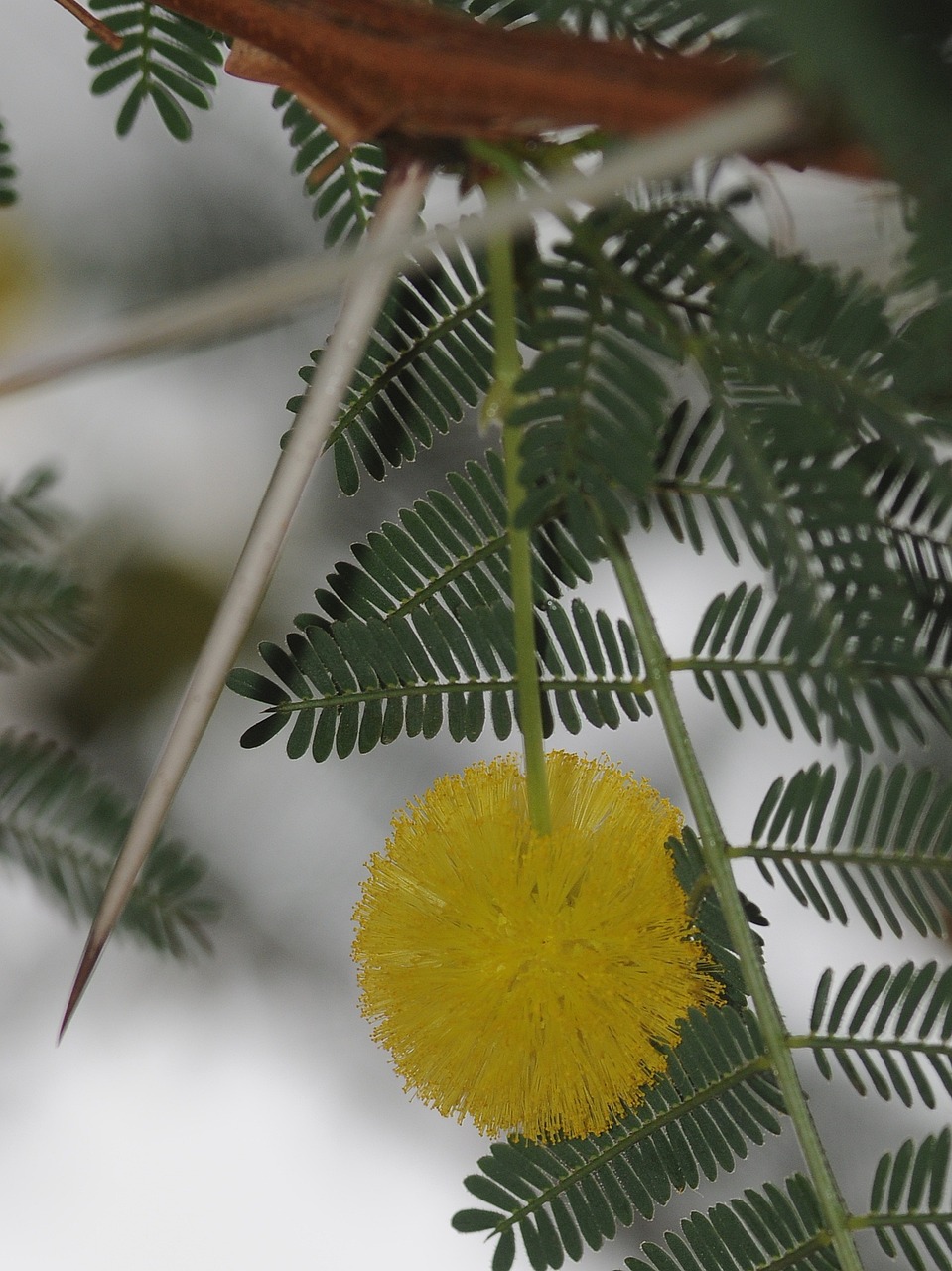Mimose Blume Gespickt Kostenloses Foto auf Pixabay Pixabay