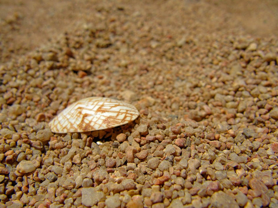 Cocal Shell Cockle Shell Coarse Grained Sand - Free photo on Pixabay - Pixabay