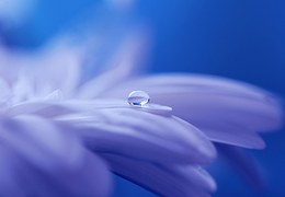 Drop Of Water, Drip, Flower, Plant