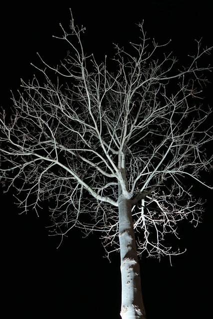 Árbol, Noche, Oscuro, Sucursales