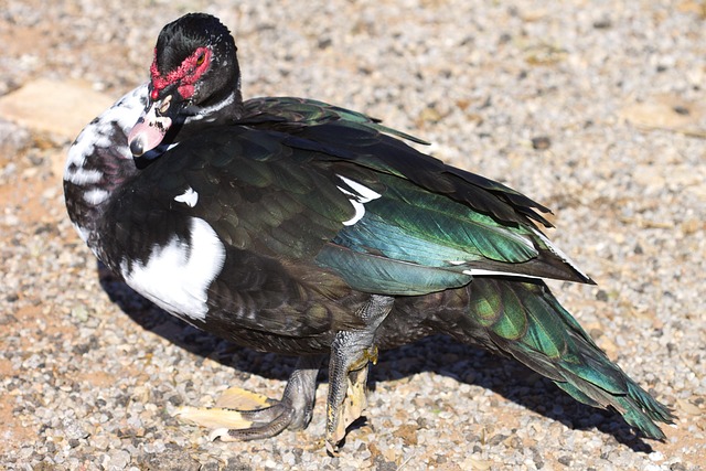 Muskoven, Ente, Altus Oklahoma, Tierwelt