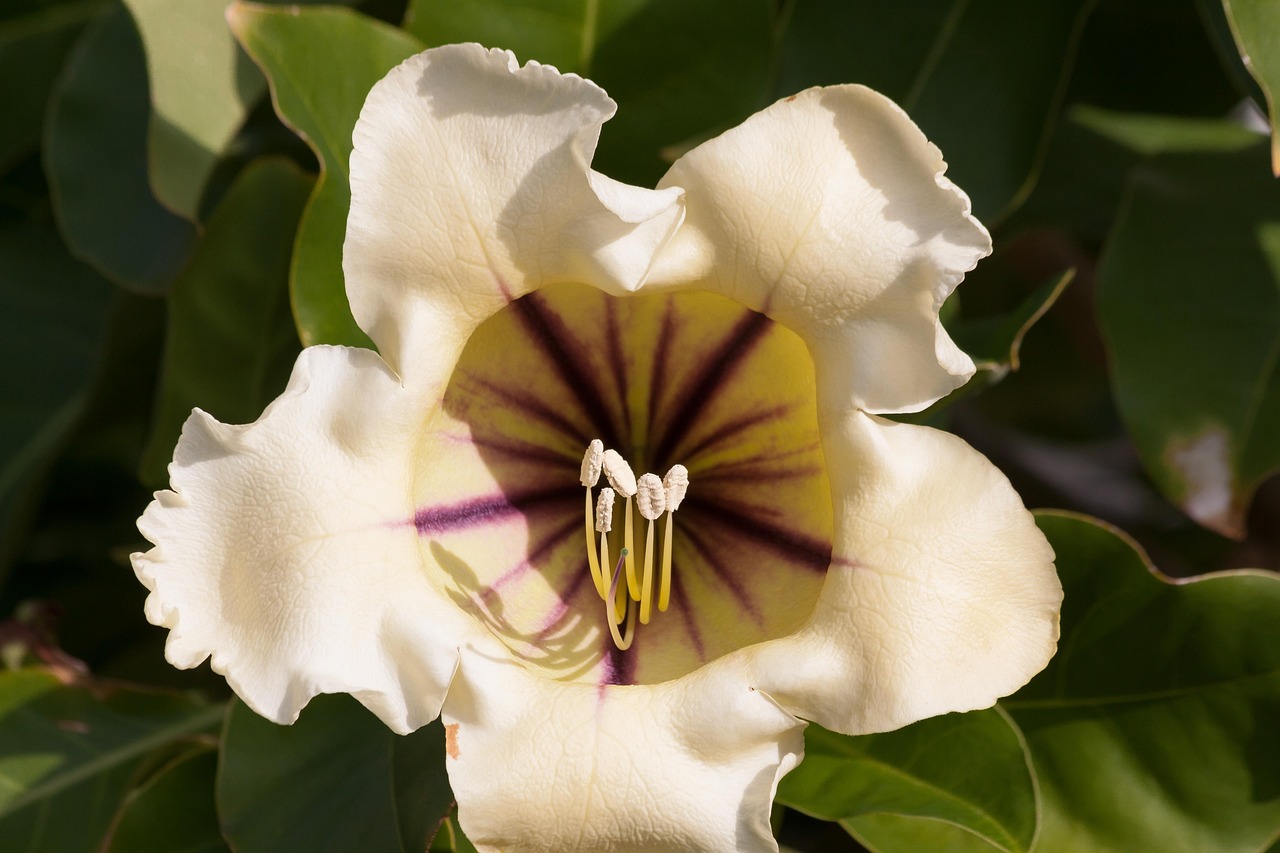Blossom - free online jigsaw puzzle photo