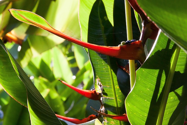 Heliconia Latispatha, Rastlina, Obrovský