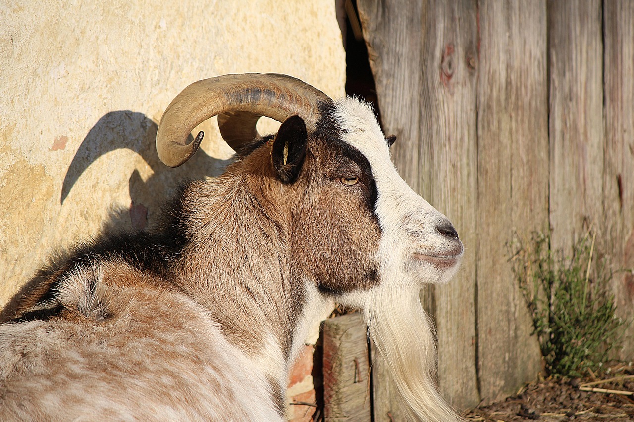 Bandot Kambing Tanduk - Foto gratis di Pixabay - Pixabay