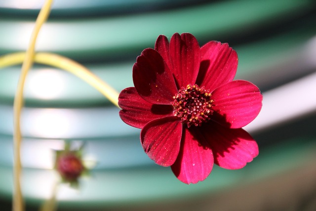 Schokoladenblume, Bild: Biollama/Pixabay Dunkelrote Schokoladenblume als duftende Kübelpflanze