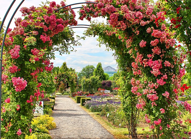 Free Europarosarium Roses photo and picture