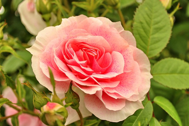 Free Rose Love photo and picture