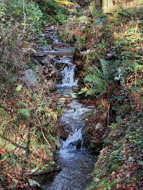 Free Thuringian Forest Bach photo and picture