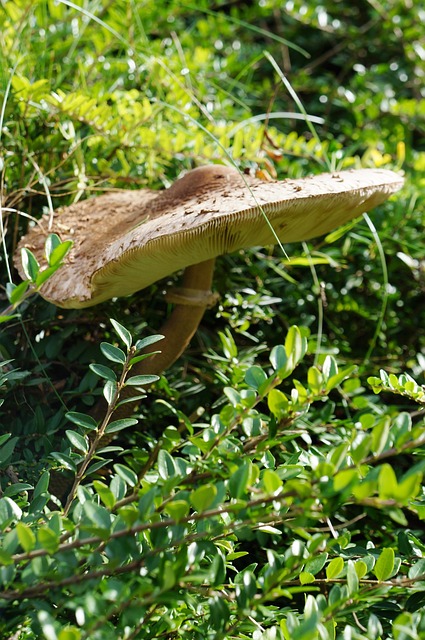 Parasol, Pilz, Speisepilz, Schirmpilz