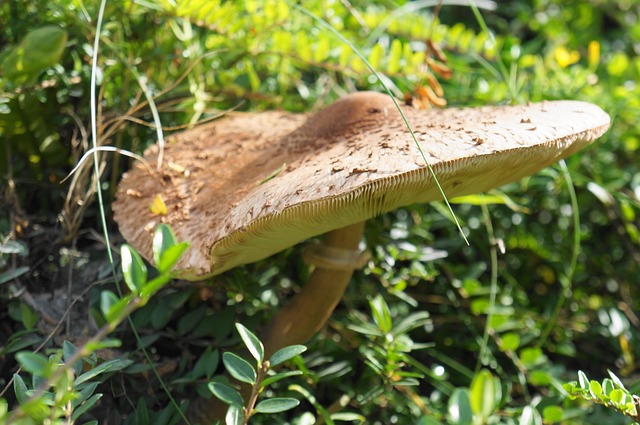 Parasol, Speisepilz, Herbst, Pilz