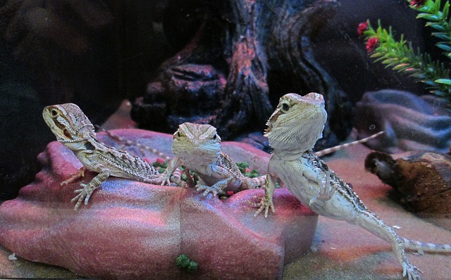 Free Lizards Animals photo and picture
