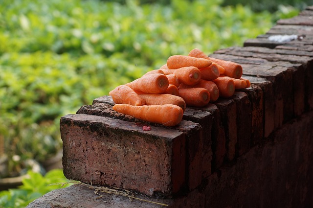 Free Carrot Still Life photo and picture