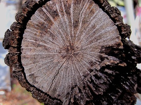 Free Oak Timber photo and picture
