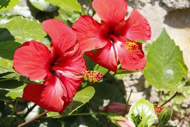 Free Hibiscus Flower photo and picture