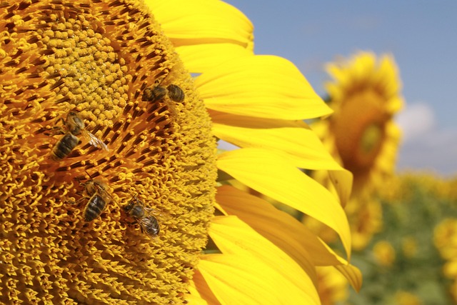 Free Sunflowers Flowers photo and picture