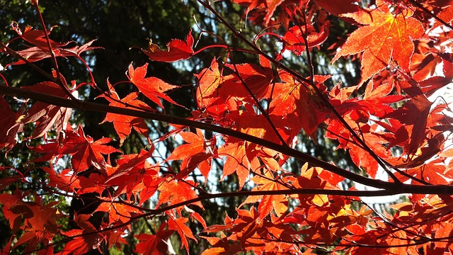 Free Autumn Acre photo and picture