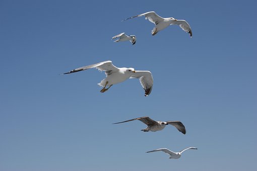 Gaivota, Céu, Pássaro, Liberdade, Vôo