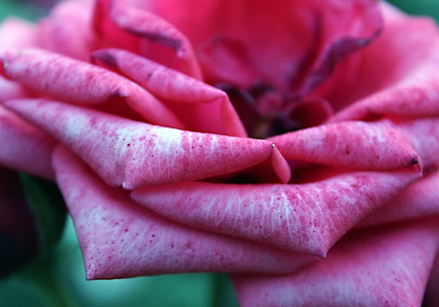 Free Roses Pink photo and picture
