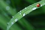 ladybug, drop of water, rain