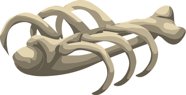 Free rib cage bones skeleton vector