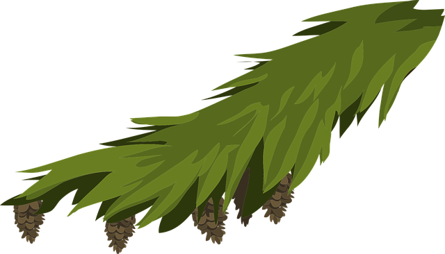 Free branch evergreen fir vector