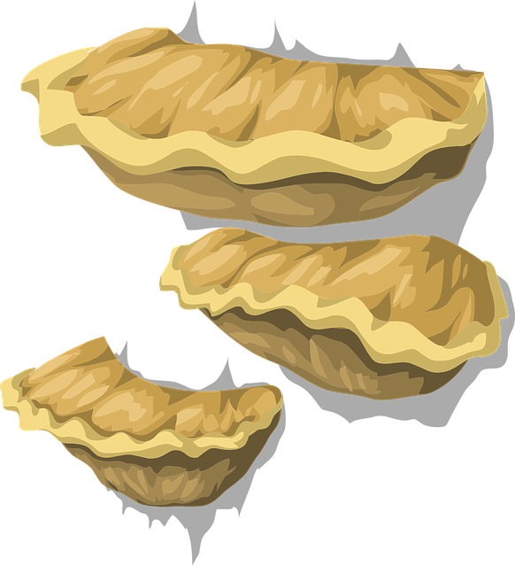 Free fungus fungal mushroom illustration