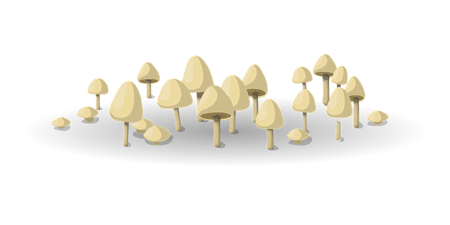 Pilze, Gemüse, Lebensmittel, Vegetarier
