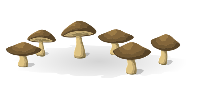 Free mushrooms vegetables food vector