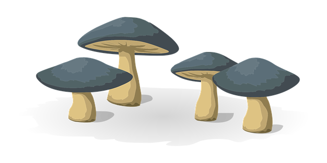 Free mushrooms vegetables food vector