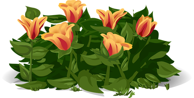 Free tulips flowers plants vector