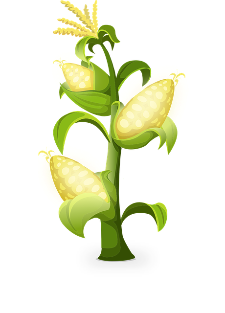 Free yellow corn plants vector