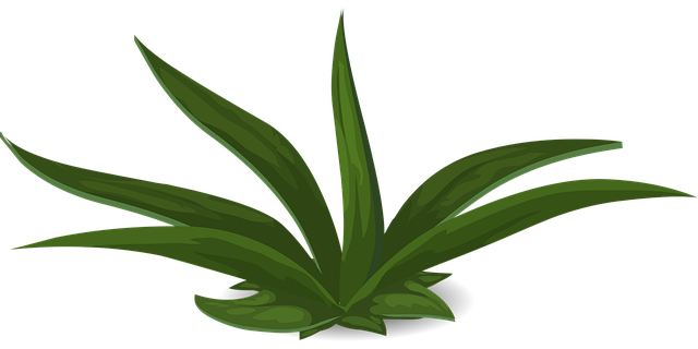 Free green plants leafy vector