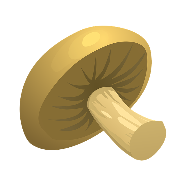 Free mushroom vegetable raw illustration