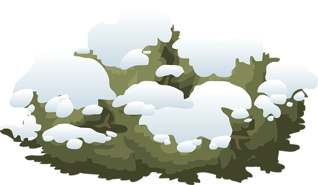 Download free HD stock image of Bush Shrub Free bush shrub snow vector