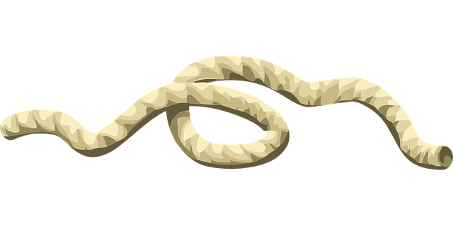 Free rope string cord vector