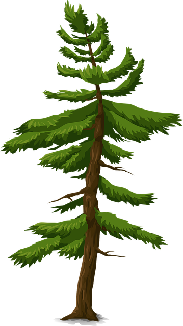 Free fir tree trunk illustration
