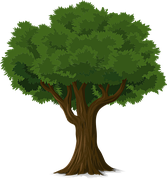 Spruce Pine Tree Free Vector Graphic On Pixabay