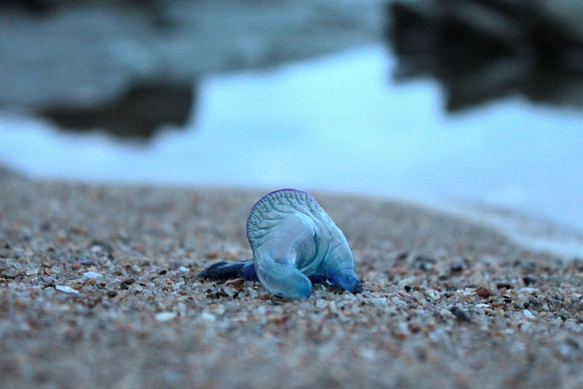 Free Blue Bottle Jellyfish photo and picture