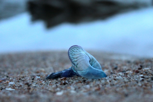 Free Blue Bottle Jellyfish photo and picture